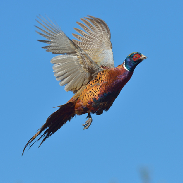 Pheasant Flying in Zell, South Dakota