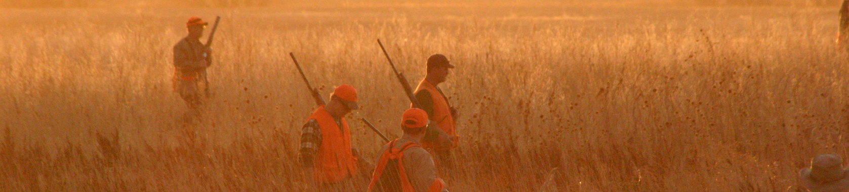 Hunters Walking a Field in South Dakota