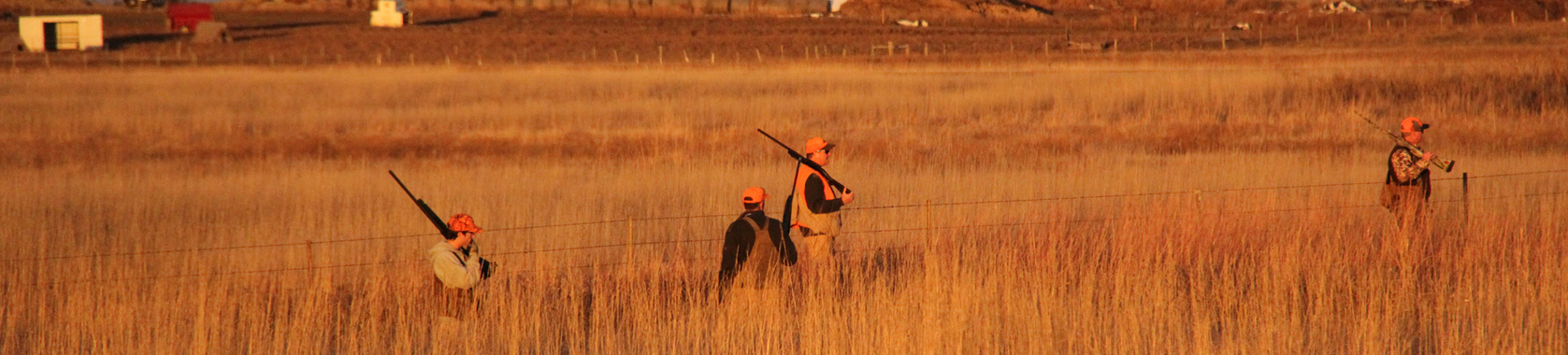 Guided Pheasant Hunts in Zell, SD