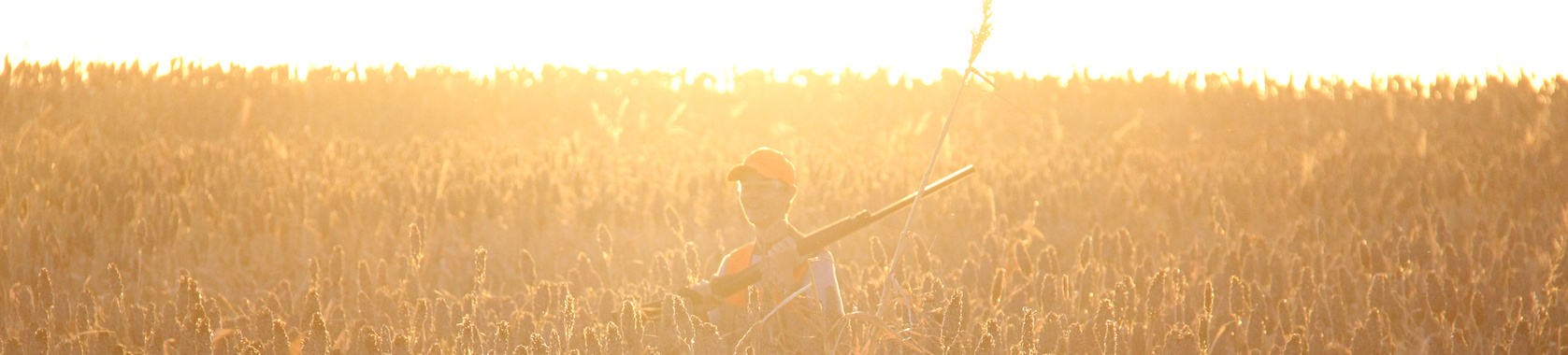 Pheasant Hunter in field in Zell, SD