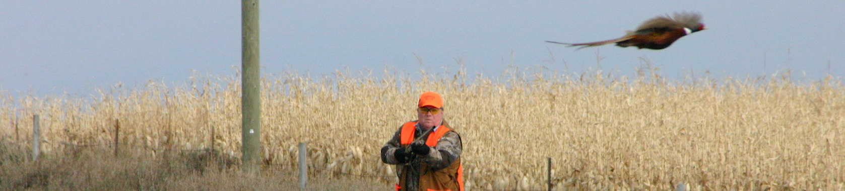 Hunter Shooting Pheasant in South Dakota
